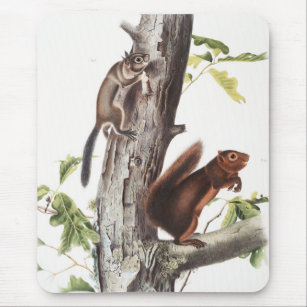 Illustratie van Fremont's eekhoorn en zeekhoorn Muismat