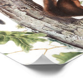 Illustratie van Fremont's eekhoorn en zeekhoorn Poster (Hoek)