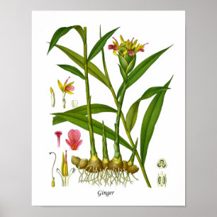Illustratie van gember-Plant Juicing Bar-decor Poster