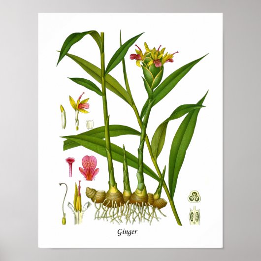 Illustratie van gember-Plant Juicing Bar-decor Poster (Voorkant)