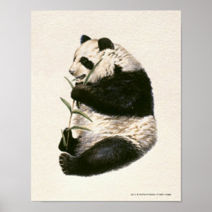 Illustratie van Giant panda die op bamboe voedt Poster