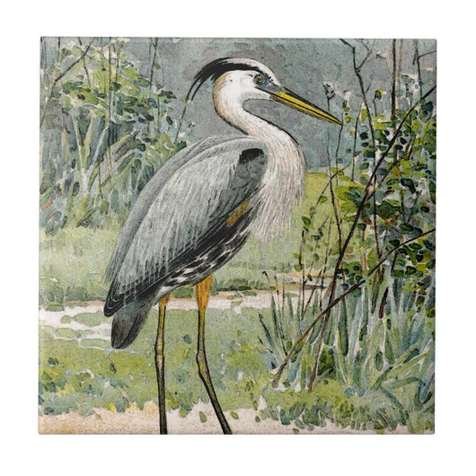 Illustratie van Great Blue Heron Tegeltje (Voorkant)