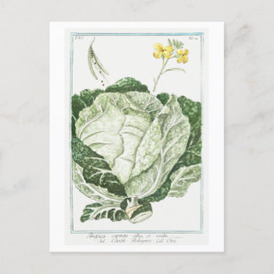  illustratie van groene kool briefkaart