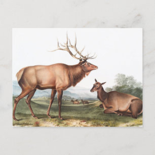 Illustratie van het Amerikaanse Elk (Cervus Canade Briefkaart