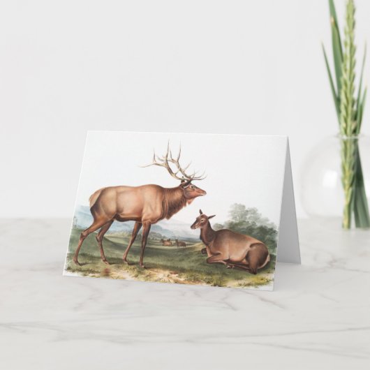 Illustratie van het Amerikaanse Elk (Cervus Canade Kaart (Voorkant)