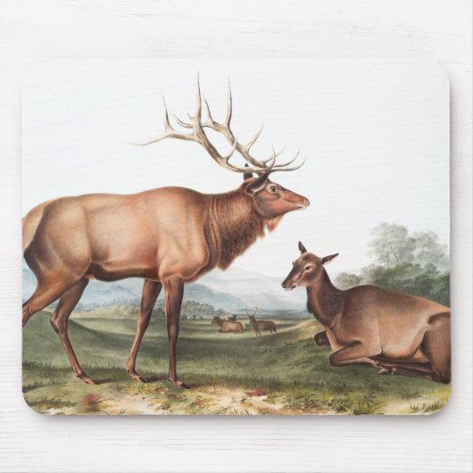 Illustratie van het Amerikaanse Elk (Cervus Canade Muismat (Voorkant)