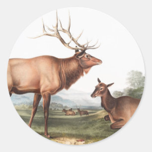 Illustratie van het Amerikaanse Elk (Cervus Canade Ronde Sticker