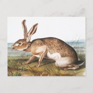 Illustratie van het konijn van textielhaas (Lepus  Briefkaart