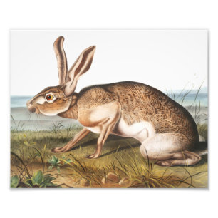 Illustratie van het konijn van textielhaas (Lepus  Foto Afdruk