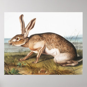 Illustratie van het konijn van textielhaas (Lepus  Poster