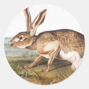 Illustratie van het konijn van textielhaas (Lepus Ronde Sticker