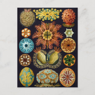 illustratie van het mariene leven briefkaart