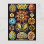  illustratie van het mariene leven briefkaart (Voorkant)