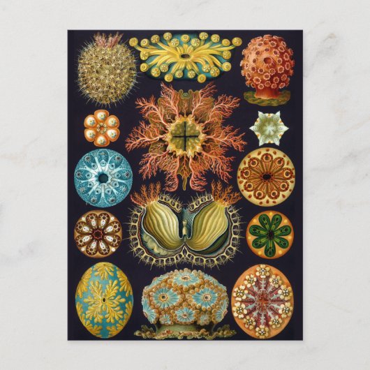  illustratie van het mariene leven briefkaart (Voorkant)