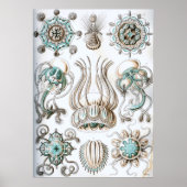 illustratie van het mariene leven poster (Voorkant)