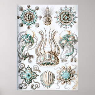  illustratie van het mariene leven poster