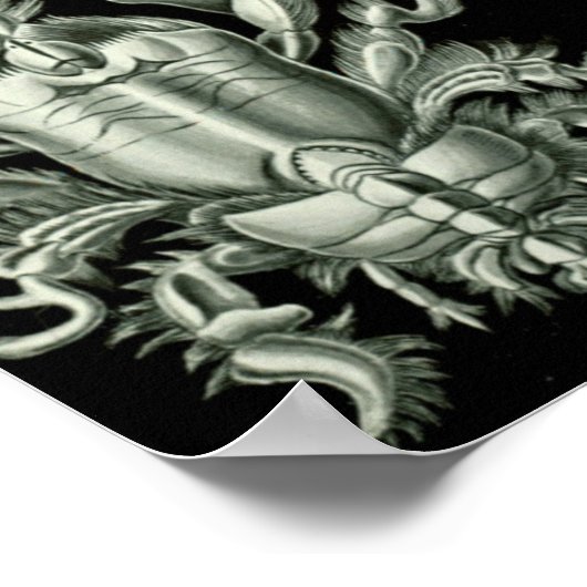 illustratie van het mariene leven poster (Hoek)