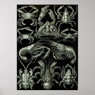 illustratie van het mariene leven poster