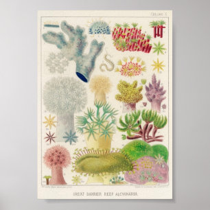  illustratie van het mariene leven poster