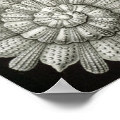  illustratie van het mariene leven poster (Hoek)