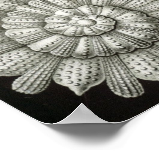  illustratie van het mariene leven poster (Hoek)