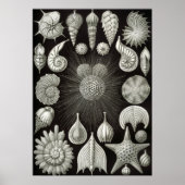  illustratie van het mariene leven poster (Voorkant)