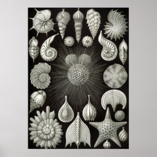  illustratie van het mariene leven poster