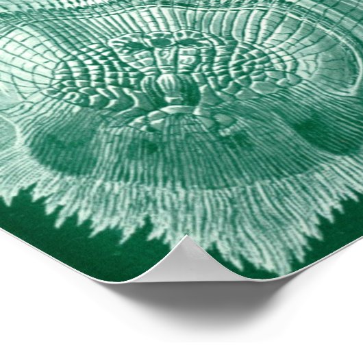 illustratie van het mariene leven poster (Hoek)