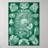 illustratie van het mariene leven poster (Voorkant)