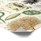 illustratie van het mariene leven poster (Hoek)