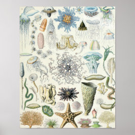 illustratie van het mariene leven poster