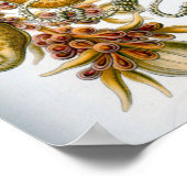 illustratie van het mariene leven poster (Hoek)