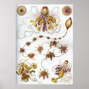 illustratie van het mariene leven poster