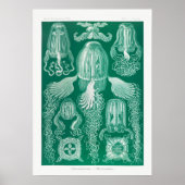  illustratie van het mariene leven poster (Voorkant)