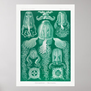  illustratie van het mariene leven poster