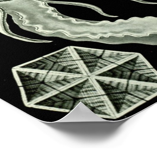  illustratie van het mariene leven poster (Hoek)