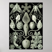  illustratie van het mariene leven poster (Voorkant)