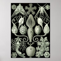 illustratie van het mariene leven
