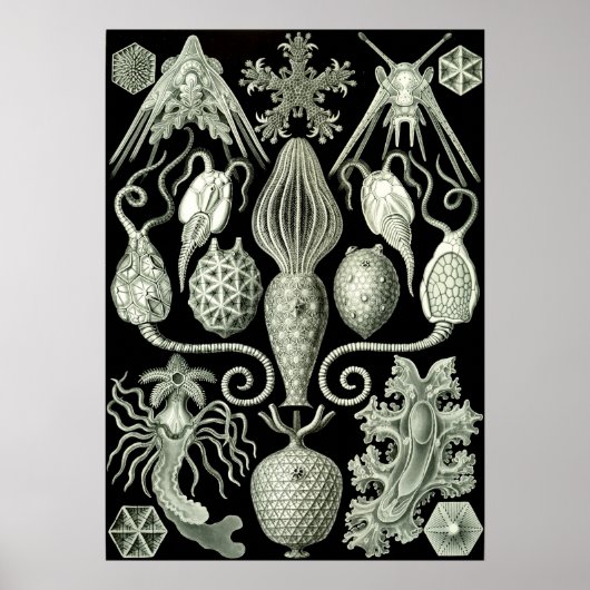  illustratie van het mariene leven poster (Voorkant)