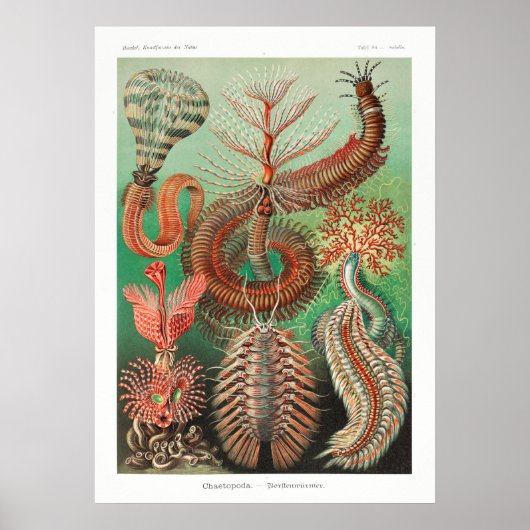  illustratie van het mariene leven poster (Voorkant)