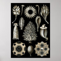  illustratie van het mariene leven