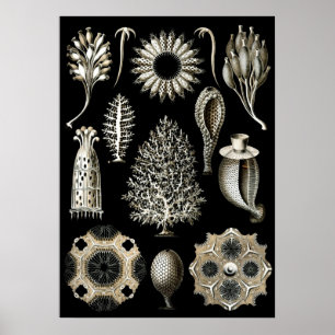  illustratie van het mariene leven poster