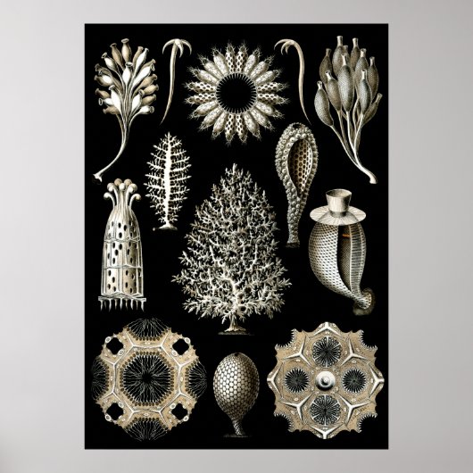  illustratie van het mariene leven poster (Voorkant)