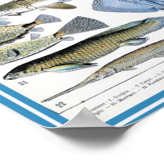  illustratie van het mariene leven poster (Hoek)