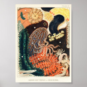  illustratie van het mariene leven poster