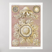  illustratie van het mariene leven poster (Voorkant)