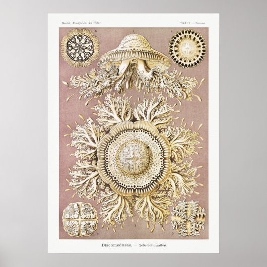 illustratie van het mariene leven poster (Voorkant)