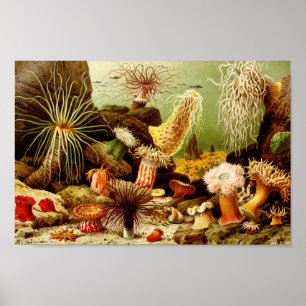 illustratie van het mariene leven poster