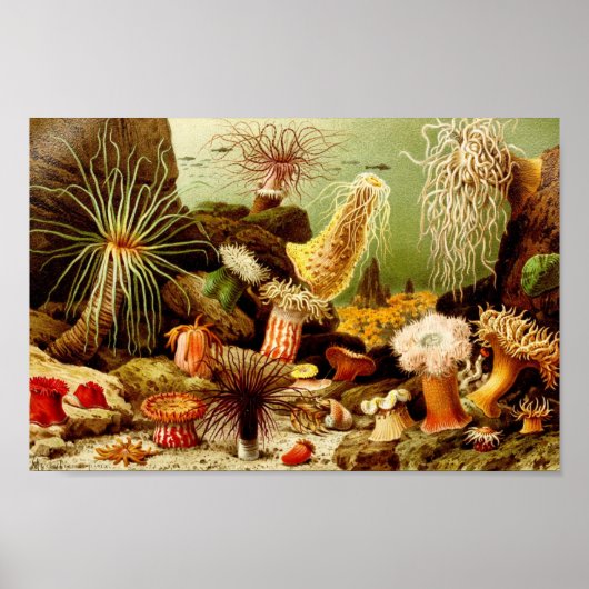  illustratie van het mariene leven poster (Voorkant)