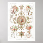 illustratie van het mariene leven poster (Voorkant)